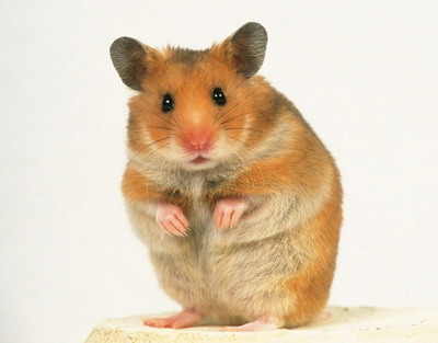 hammy hamster Blank Meme Template