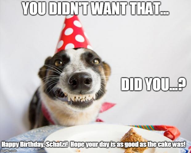 birthday dog | YOU DIDN'T WANT THAT... DID YOU...? Happy Birthday, Schatzi! 
Hope your day is as good as the cake was! | image tagged in birthday dog | made w/ Imgflip meme maker