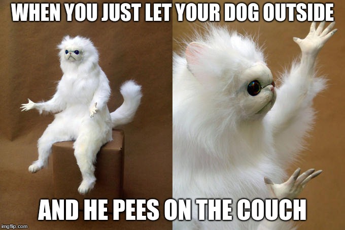 Persian Cat Room Guardian Meme | WHEN YOU JUST LET YOUR DOG OUTSIDE; AND HE PEES ON THE COUCH | image tagged in memes,persian cat room guardian | made w/ Imgflip meme maker