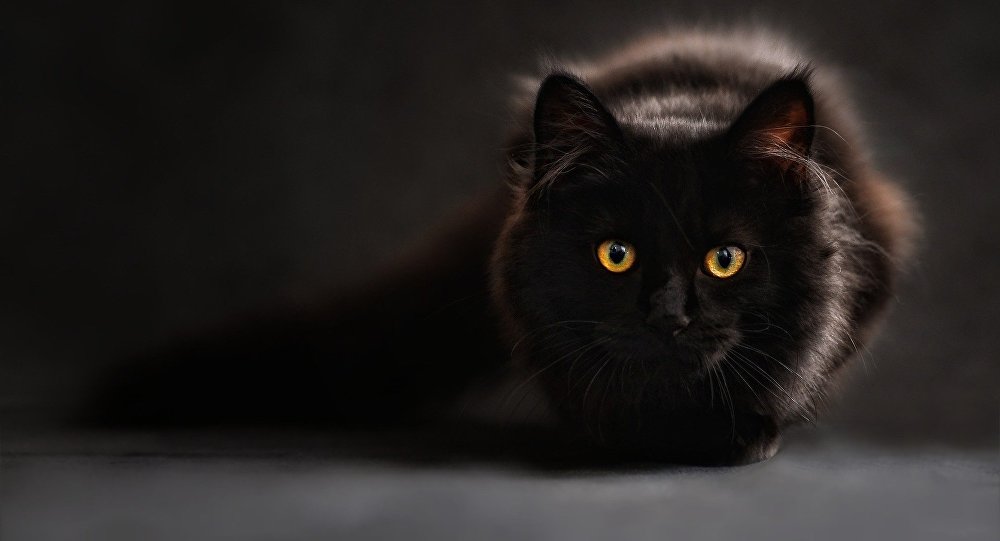 High Quality cat black Blank Meme Template