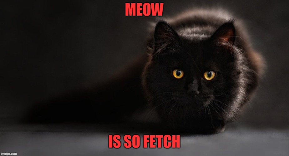 cat black | MEOW; IS SO FETCH | image tagged in cat black | made w/ Imgflip meme maker