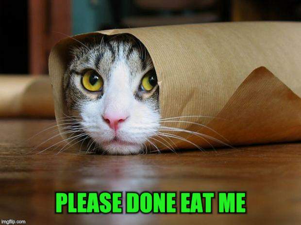 Burrito Cat | PLEASE DONE EAT ME | image tagged in burrito cat | made w/ Imgflip meme maker
