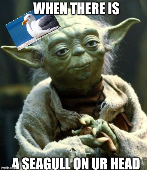 Star Wars Yoda |  WHEN THERE IS; A SEAGULL ON UR HEAD | image tagged in memes,star wars yoda | made w/ Imgflip meme maker