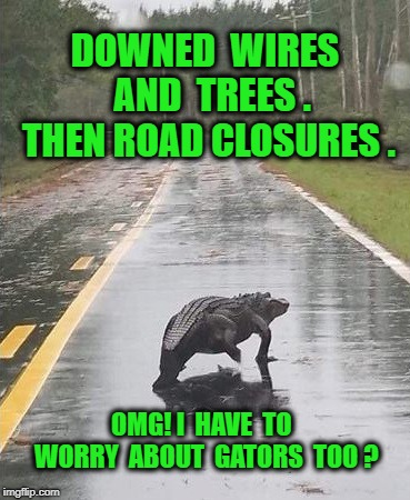 Wires, and closures and trees oh my.  | DOWNED  WIRES  AND  TREES . THEN ROAD CLOSURES . OMG! I  HAVE  TO  WORRY  ABOUT  GATORS  TOO ? | image tagged in gator | made w/ Imgflip meme maker
