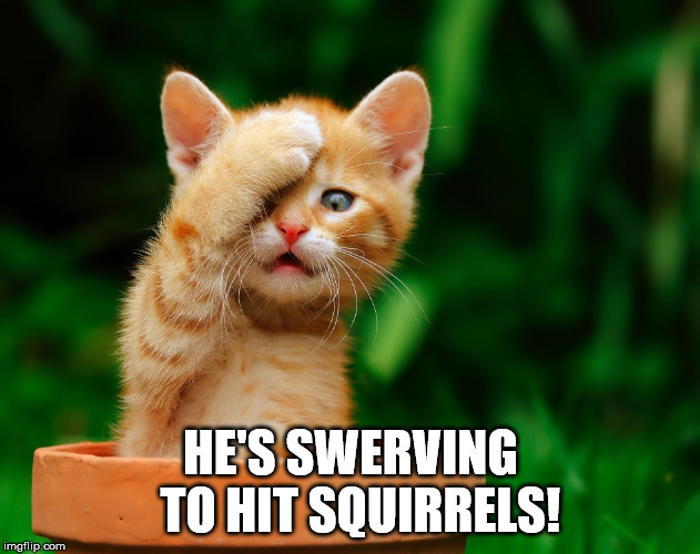 cat facepaw | HE'S SWERVING 
TO HIT SQUIRRELS! | image tagged in cat facepaw | made w/ Imgflip meme maker