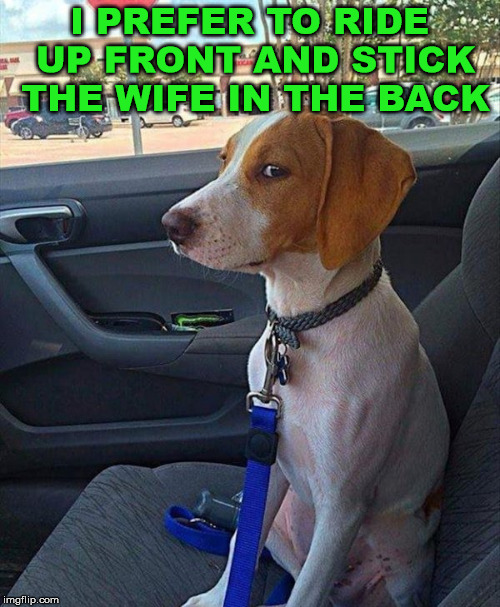 My dog has standards | I PREFER TO RIDE UP FRONT AND STICK THE WIFE IN THE BACK | image tagged in car dog,frontpage | made w/ Imgflip meme maker