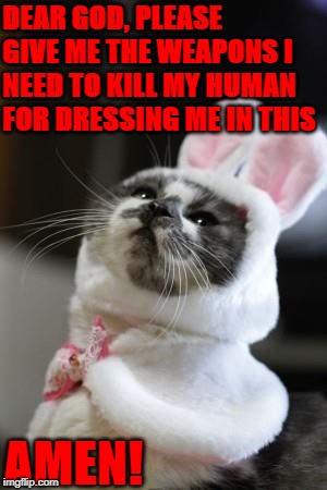 DEAR GOD, PLEASE GIVE ME THE WEAPONS I NEED TO KILL MY HUMAN FOR DRESSING ME IN THIS; AMEN! | image tagged in dear god | made w/ Imgflip meme maker
