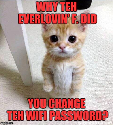 Cute Cat Meme | WHY TEH EVERLOVIN' F. DID; YOU CHANGE TEH WIFI PASSWORD? | image tagged in memes,cute cat | made w/ Imgflip meme maker