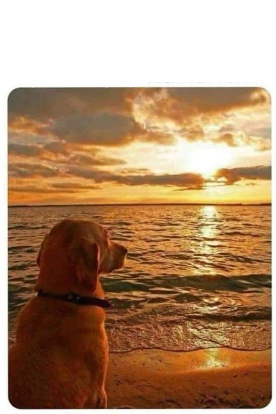 PHILOSOPHY DOG SUNSET Blank Meme Template