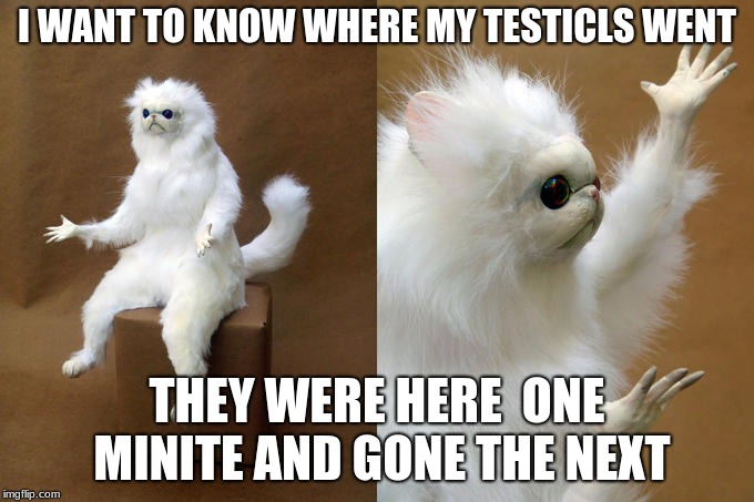 Confused cat | I WANT TO KNOW WHERE MY TESTICLS WENT; THEY WERE HERE  ONE MINITE AND GONE THE NEXT | image tagged in confused cat | made w/ Imgflip meme maker