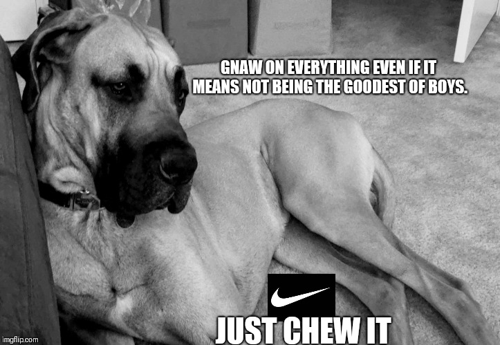 Chewing problems | GNAW ON EVERYTHING EVEN IF IT MEANS NOT BEING THE GOODEST OF BOYS. JUST CHEW IT | image tagged in great dane,puppy,good boy | made w/ Imgflip meme maker