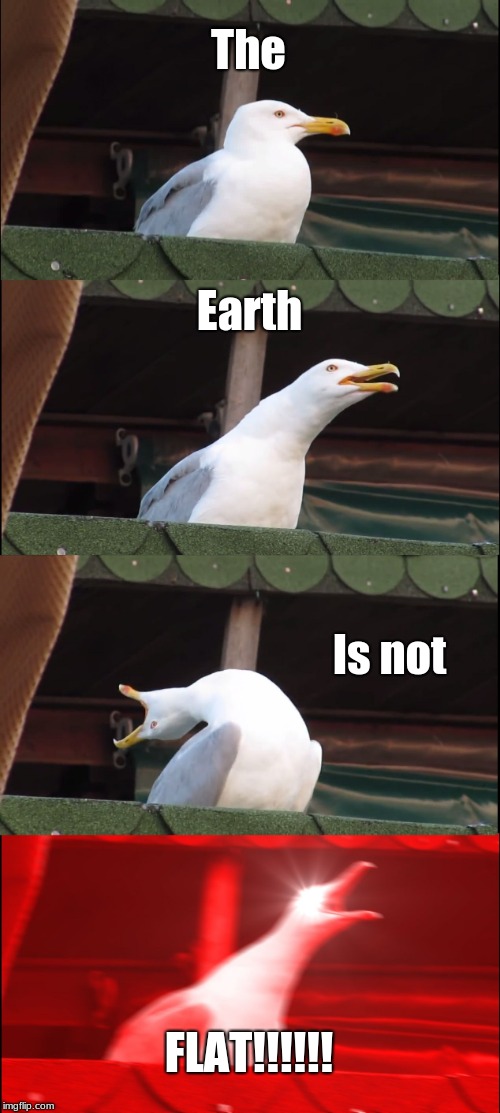 Silly Flat-Earthers! | The; Earth; Is not; FLAT!!!!!! | image tagged in memes,inhaling seagull | made w/ Imgflip meme maker