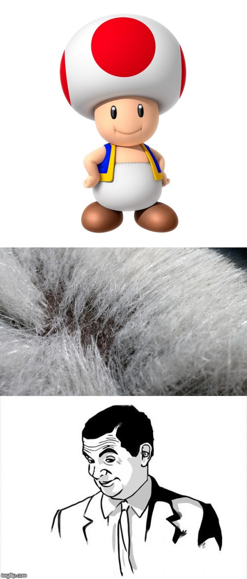 Toadstool and Yeti Fur | image tagged in stormy daniels,trump,maga,blue wave,if you know what i mean bean | made w/ Imgflip meme maker