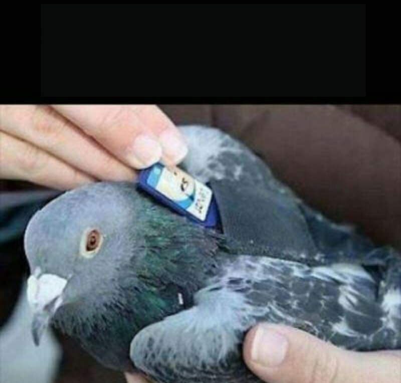 Carrier pigeon Blank Meme Template
