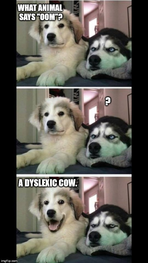 Bad joke dogs | WHAT ANIMAL SAYS "OOM"? ? A DYSLEXIC COW. | image tagged in bad joke dogs | made w/ Imgflip meme maker