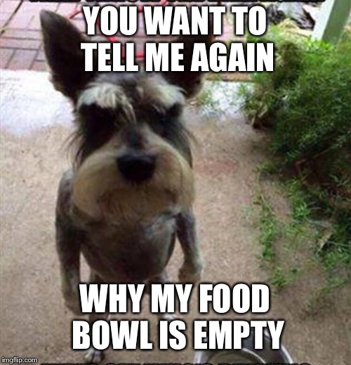 Where my food at | YOU WANT TO TELL ME AGAIN; WHY MY FOOD BOWL IS EMPTY | image tagged in dog,food | made w/ Imgflip meme maker