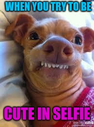 teeth dog | WHEN YOU TRY TO BE; CUTE IN SELFIE | image tagged in teeth dog | made w/ Imgflip meme maker