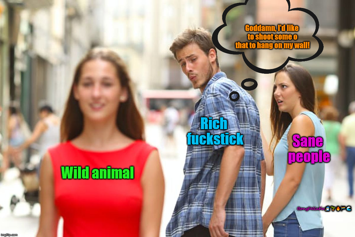 Wild animal Rich f**kstick Sane people Go***mn, I'd like to shoot some o that to hang on my wall! BongFellatio | image tagged in memes,distracted boyfriend | made w/ Imgflip meme maker