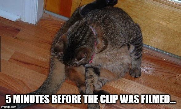cat licking balls | 5 MINUTES BEFORE THE CLIP WAS FILMED... | image tagged in cat licking balls | made w/ Imgflip meme maker