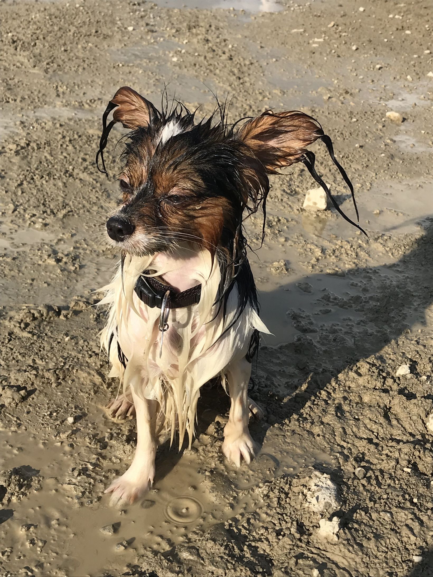 Proud puppy Blank Meme Template