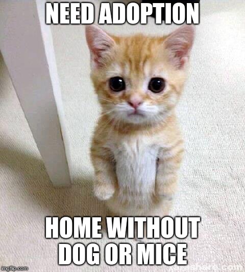 Cute Cat | NEED ADOPTION; HOME WITHOUT DOG OR MICE | image tagged in memes,cute cat | made w/ Imgflip meme maker