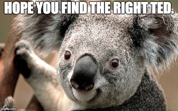 Finding the right TED talk meme | HOPE YOU FIND THE RIGHT TED. | image tagged in ted,ted talk,students,class,koala | made w/ Imgflip meme maker