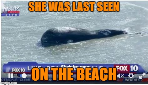 Beached Whale | SHE WAS LAST SEEN ON THE BEACH | image tagged in beached whale | made w/ Imgflip meme maker