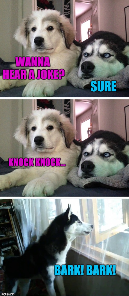 Bad pun dogs | WANNA HEAR A JOKE? SURE KNOCK KNOCK... BARK! BARK! | image tagged in bad pun dogs | made w/ Imgflip meme maker