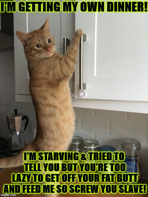 I'M STARVING | I'M GETTING MY OWN DINNER! I'M STARVING & TRIED TO TELL YOU BUT YOU'RE TOO LAZY TO GET OFF YOUR FAT BUTT AND FEED ME SO SCREW YOU SLAVE! | image tagged in i'm starving | made w/ Imgflip meme maker