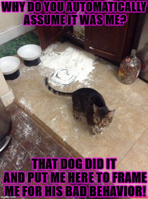 WHY DO YOU AUTOMATICALLY ASSUME IT WAS ME? THAT DOG DID IT AND PUT ME HERE TO FRAME ME FOR HIS BAD BEHAVIOR! | image tagged in dog did it | made w/ Imgflip meme maker