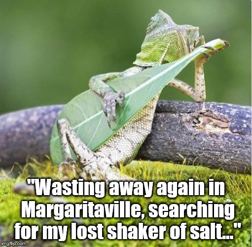 Better captions welcomed in the comments section. | "Wasting away again in Margaritaville, searching for my lost shaker of salt..." | image tagged in iguana | made w/ Imgflip meme maker