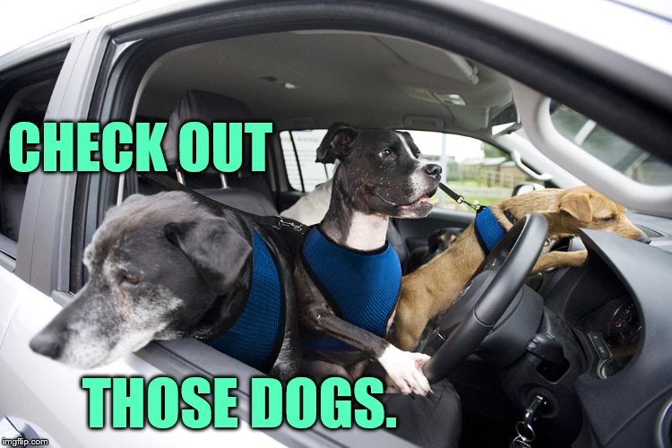 CHECK OUT THOSE DOGS. | made w/ Imgflip meme maker