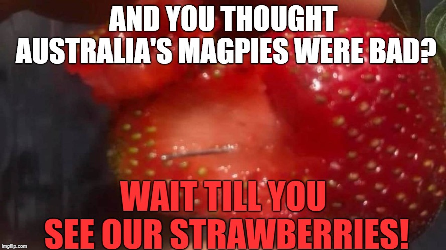 Aussie strawberries have been getting high in iron lately | AND YOU THOUGHT AUSTRALIA'S MAGPIES WERE BAD? WAIT TILL YOU SEE OUR STRAWBERRIES! | image tagged in memes,australia,meanwhile in australia,strawberries,needles | made w/ Imgflip meme maker
