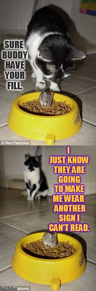 Another Sign In My Future (Sigh) | SURE BUDDY HAVE YOUR FILL. I JUST KNOW THEY ARE GOING TO MAKE ME WEAR   ANOTHER SIGN I CAN'T READ. | image tagged in memes,cat,watching,mouse,eating,cat food | made w/ Imgflip meme maker