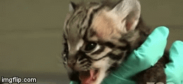 When you're roasting someone but then the girl you like walks by | image tagged in gifs,memes,funny,ocelots,cats,cute | made w/ Imgflip video-to-gif maker