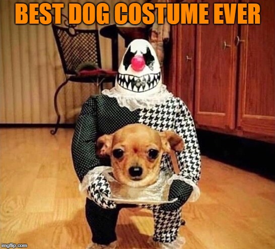 cool costume |  BEST DOG COSTUME EVER | image tagged in dog,costume | made w/ Imgflip meme maker