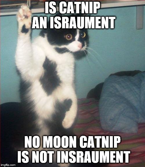 question cat | IS CATNIP AN ISRAUMENT; NO MOON CATNIP IS NOT INSRAUMENT | image tagged in question cat | made w/ Imgflip meme maker