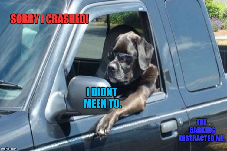 SORRY I CRASHED! I DIDNT MEEN TO. THE BARKING DISTRACTED ME. | made w/ Imgflip meme maker