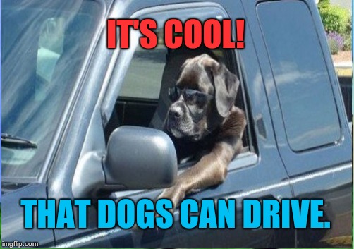 IT'S COOL! THAT DOGS CAN DRIVE. | made w/ Imgflip meme maker