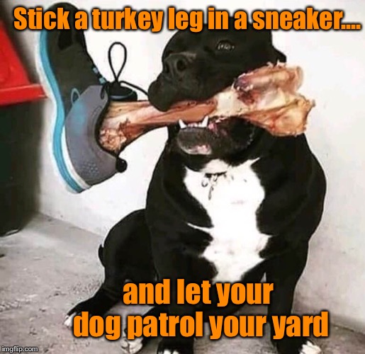 HOME SECURITY- Make ‘em think twice  | Stick a turkey leg in a sneaker.... and let your dog patrol your yard | image tagged in home security,turkey leg,funny meme,meme,dog security | made w/ Imgflip meme maker