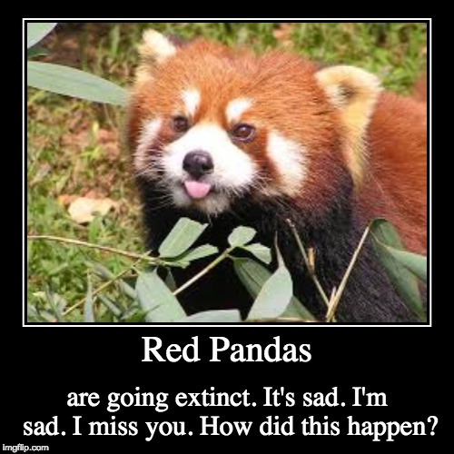 sad red panda