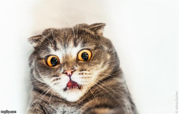 horrified cat | . | image tagged in horrified cat | made w/ Imgflip meme maker