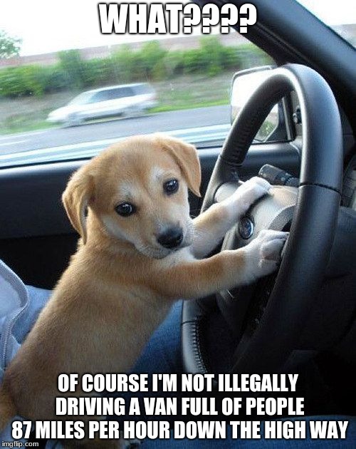 cute dog | WHAT???? OF COURSE I'M NOT ILLEGALLY DRIVING A VAN FULL OF PEOPLE 87 MILES PER HOUR DOWN THE HIGH WAY | image tagged in cute dog | made w/ Imgflip meme maker