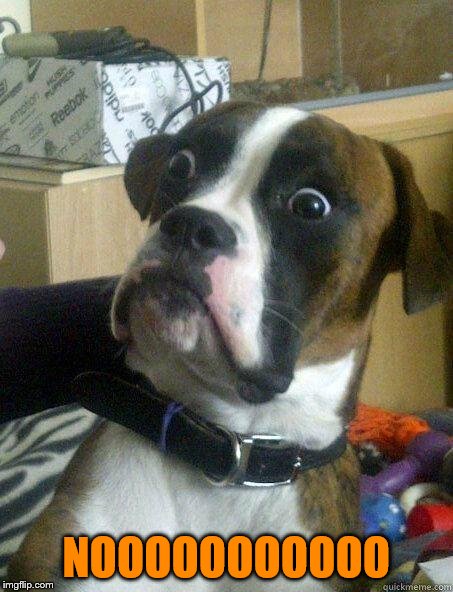 Dog Shocked | NOOOOOOOOOOO | image tagged in dog shocked | made w/ Imgflip meme maker
