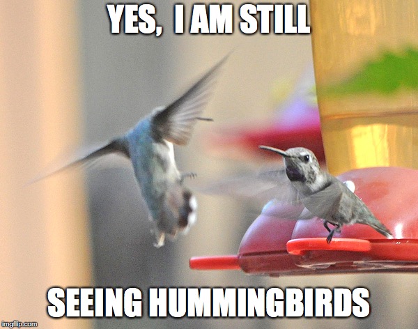 Hummingbird | YES,  I AM STILL; SEEING HUMMINGBIRDS | image tagged in hummingbird | made w/ Imgflip meme maker