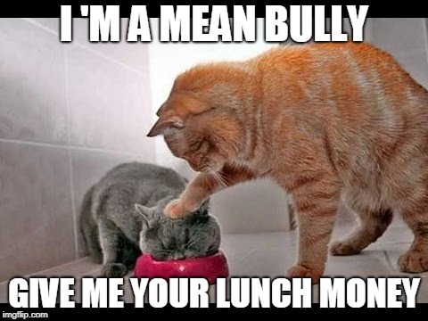 the mean cat bully | I 'M A MEAN BULLY; GIVE ME YOUR LUNCH MONEY | image tagged in cat lunch,mean cats,gang cat | made w/ Imgflip meme maker