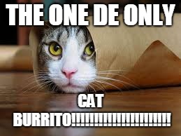 cats +burritos =purrfect | THE ONE DE ONLY; CAT BURRITO!!!!!!!!!!!!!!!!!!!!!! | image tagged in burritos and cats,combo works | made w/ Imgflip meme maker