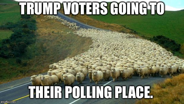 sheep | TRUMP VOTERS GOING TO; THEIR POLLING PLACE. | image tagged in sheep | made w/ Imgflip meme maker