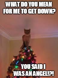 You Said I Was An Angel... | WHAT DO YOU MEAN FOR ME TO GET DOWN? YOU SAID I WAS AN ANGEL!?! | image tagged in cats,christmas,christmas tree | made w/ Imgflip meme maker