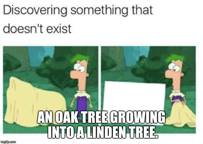 discovering something that doesnt exist | AN OAK TREE GROWING INTO A LINDEN TREE. | image tagged in discovering something that doesnt exist | made w/ Imgflip meme maker